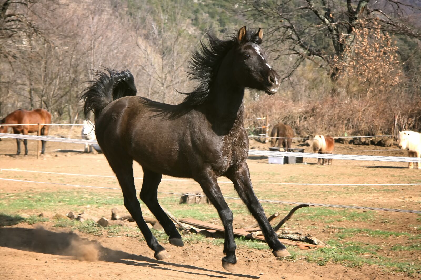 Canon EOS 1000D (EOS Digital Rebel XS / EOS Kiss F) sample photo. Horse, foal, ponies photography
