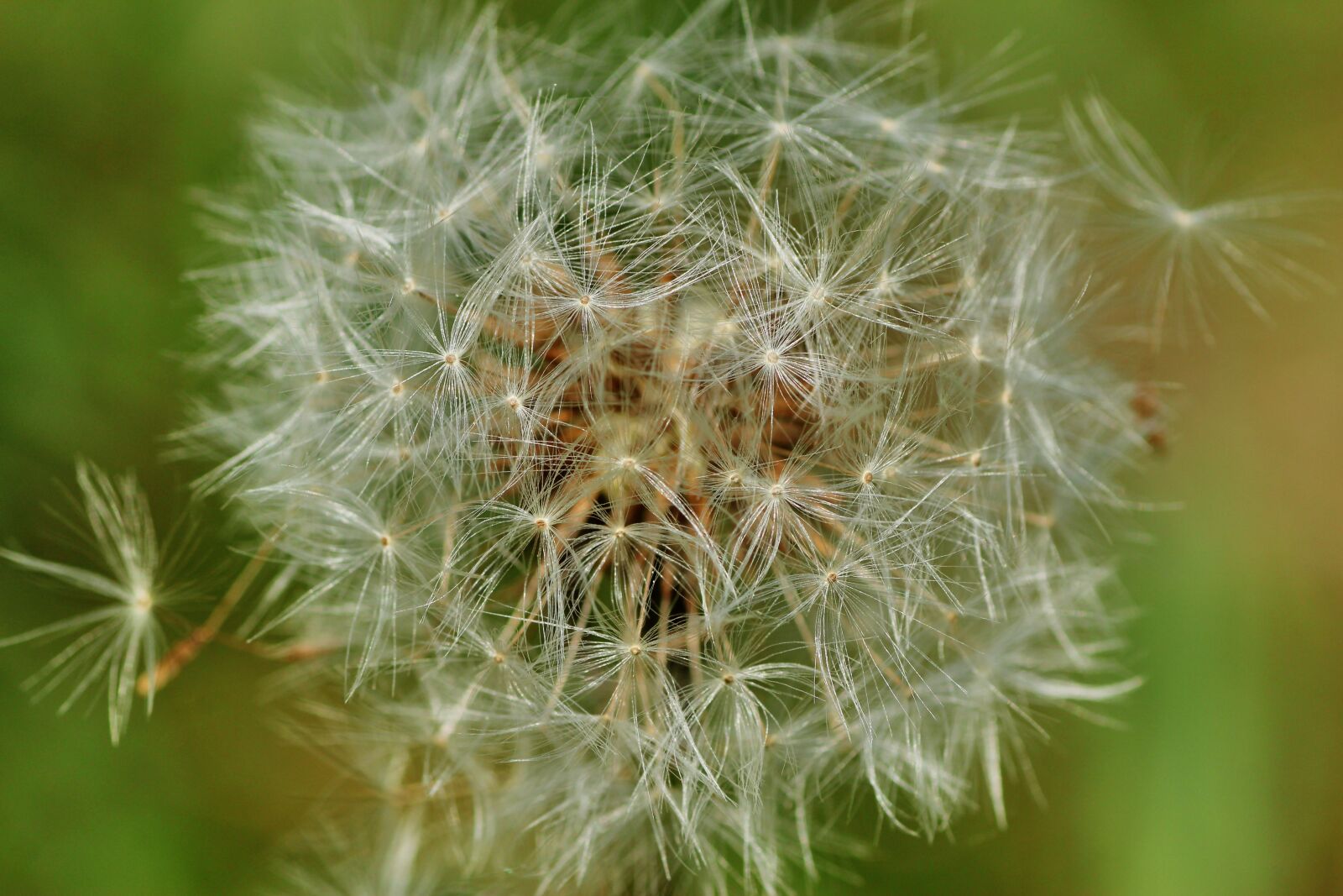 Tamron SP 90mm F2.8 Di VC USD 1:1 Macro sample photo. Dandelion, nature, seeds photography