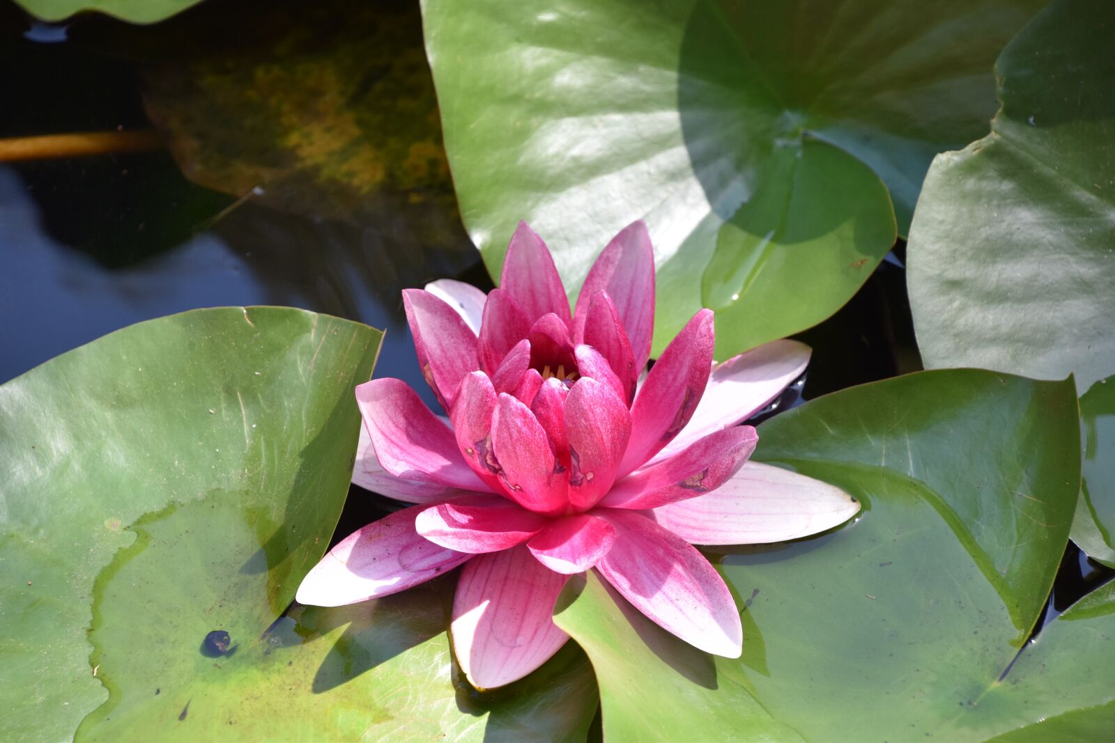 Nikon D5600 sample photo. Mare, water lily, flower photography