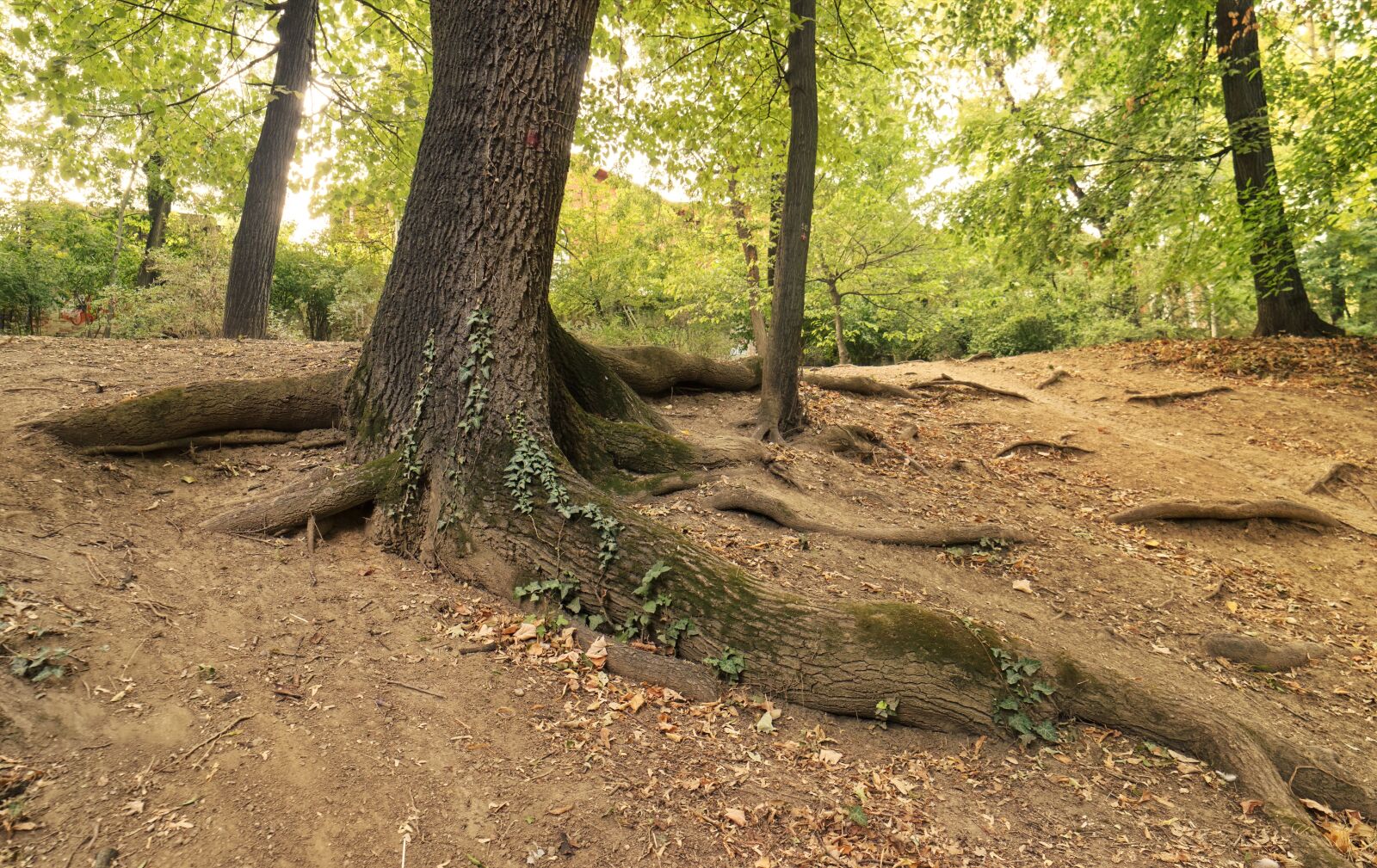 Nikon D5300 sample photo. Landscape, trees, root photography