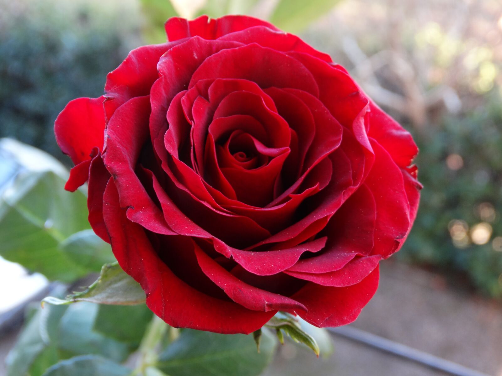 Sony Cyber-shot DSC-HX300 sample photo. Rose, red, red rose photography