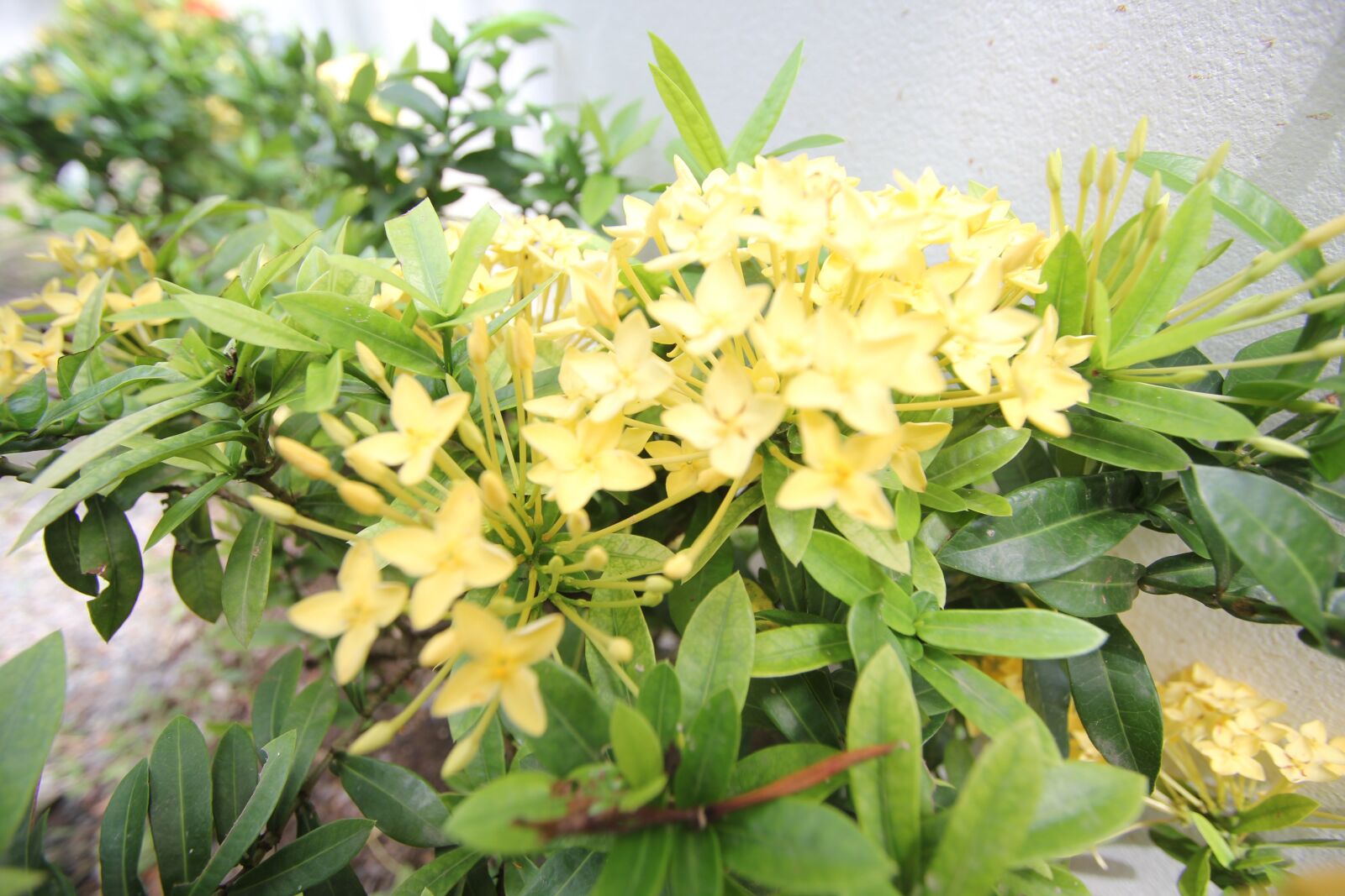 Canon EOS 550D (EOS Rebel T2i / EOS Kiss X4) sample photo. Flower, phuket, thailand photography