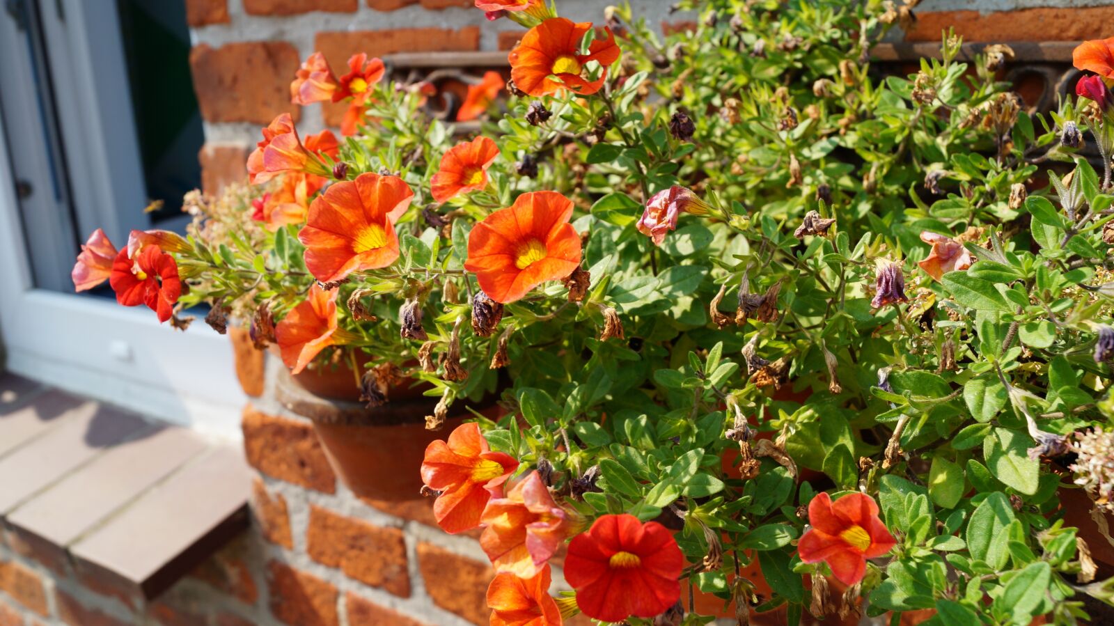 Sony DT 18-55mm F3.5-5.6 SAM II sample photo. Flowers, box, wall photography
