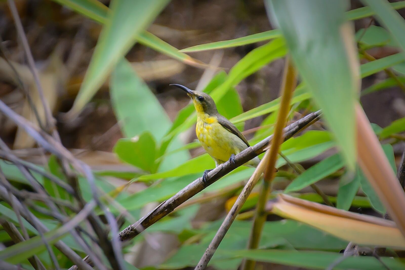 Nikon D7100 sample photo. Birds, yellow, cute photography