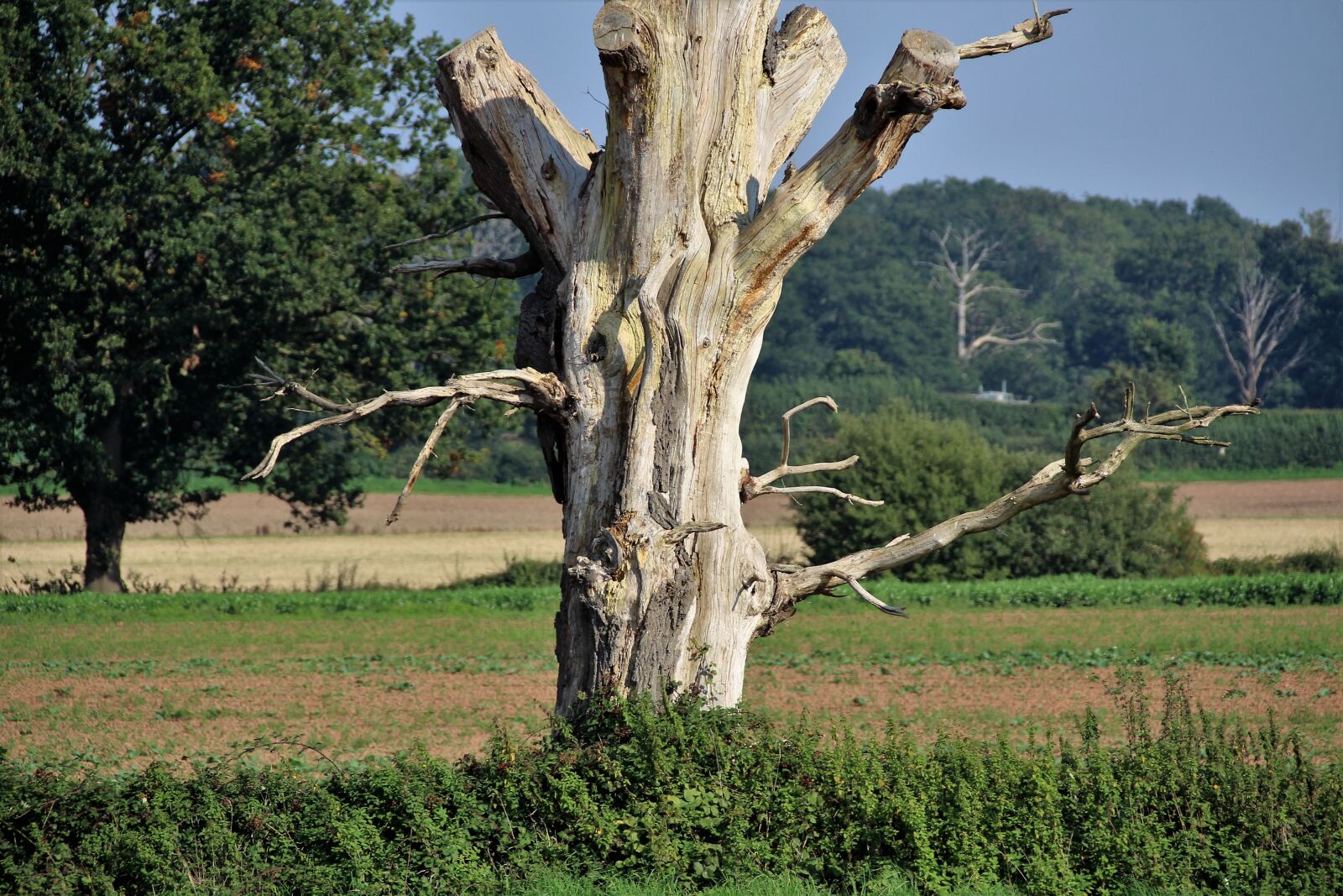 Canon EOS 100D (EOS Rebel SL1 / EOS Kiss X7) sample photo. Dead tree, wood, tree photography