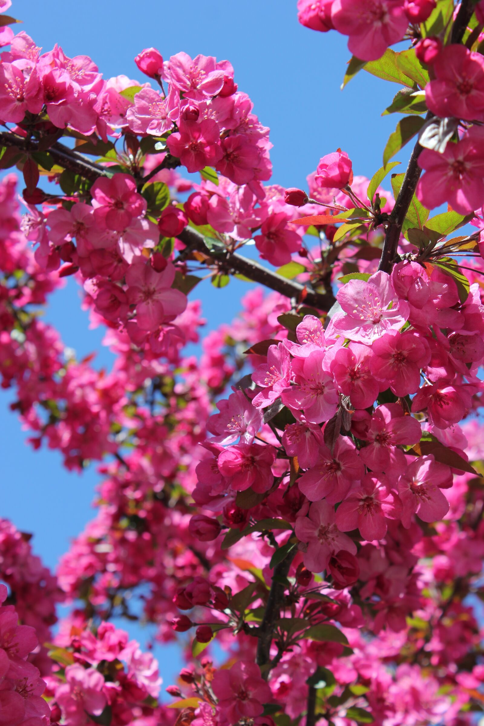 Canon EOS 550D (EOS Rebel T2i / EOS Kiss X4) sample photo. Bright, pink, flower photography