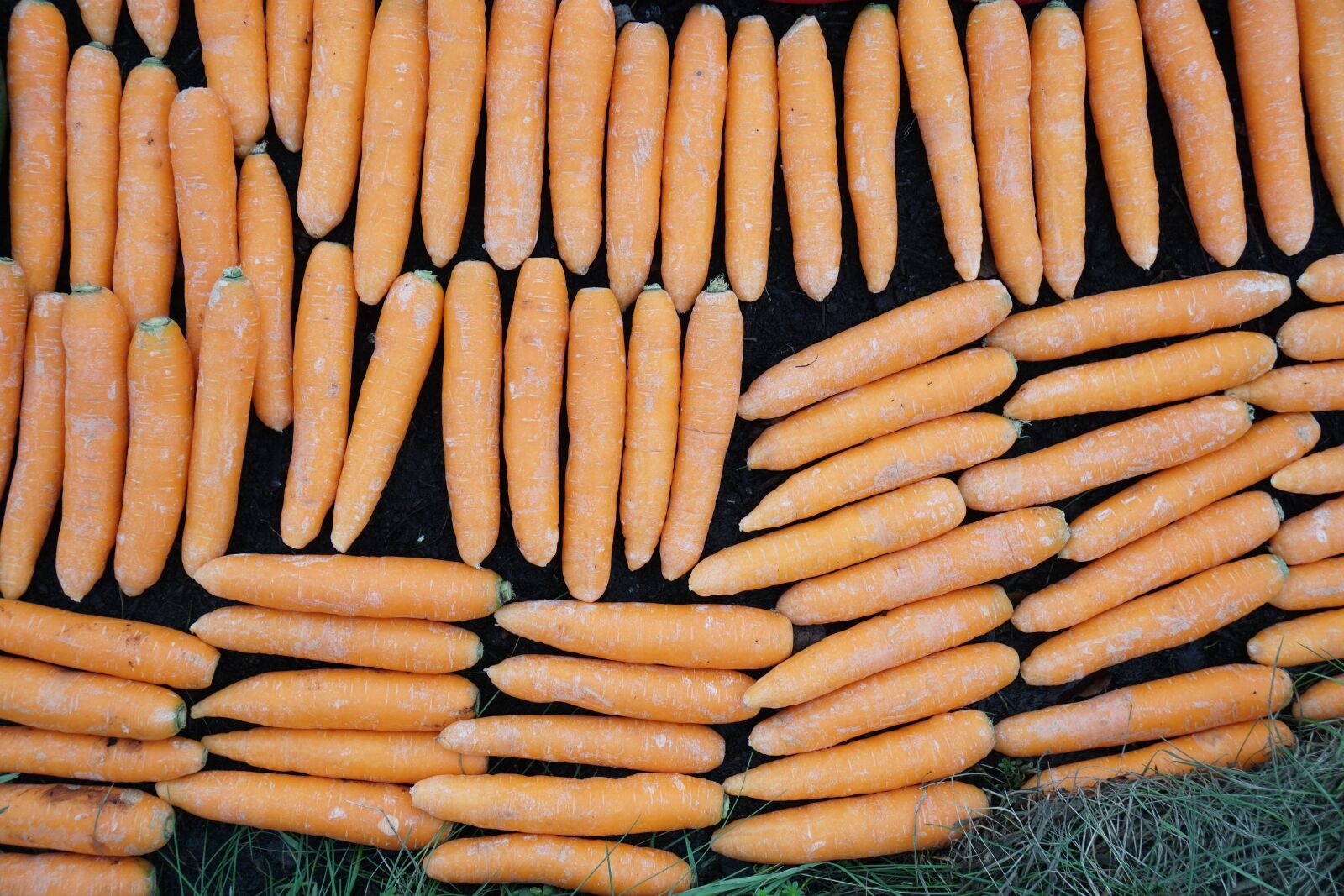 Sony a6500 + Sony Vario-Tessar T* E 16-70mm F4 ZA OSS sample photo. Carrots, food, vegetables photography