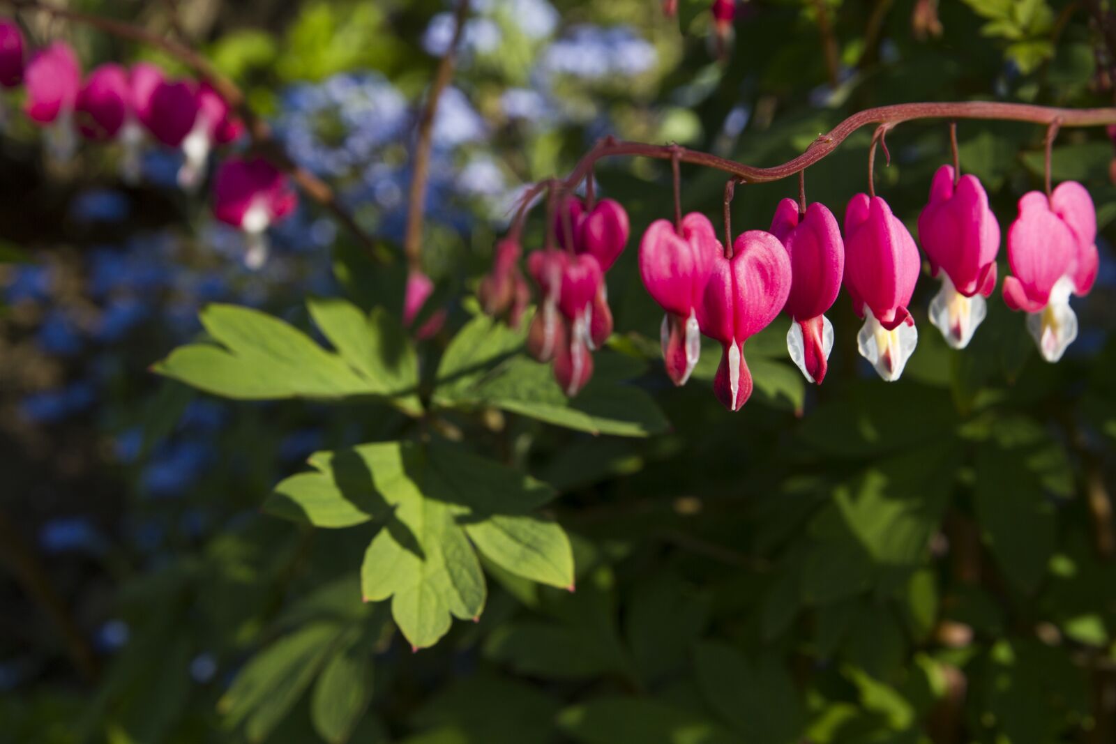 Canon EOS 7D sample photo. Flower, leaves, green photography