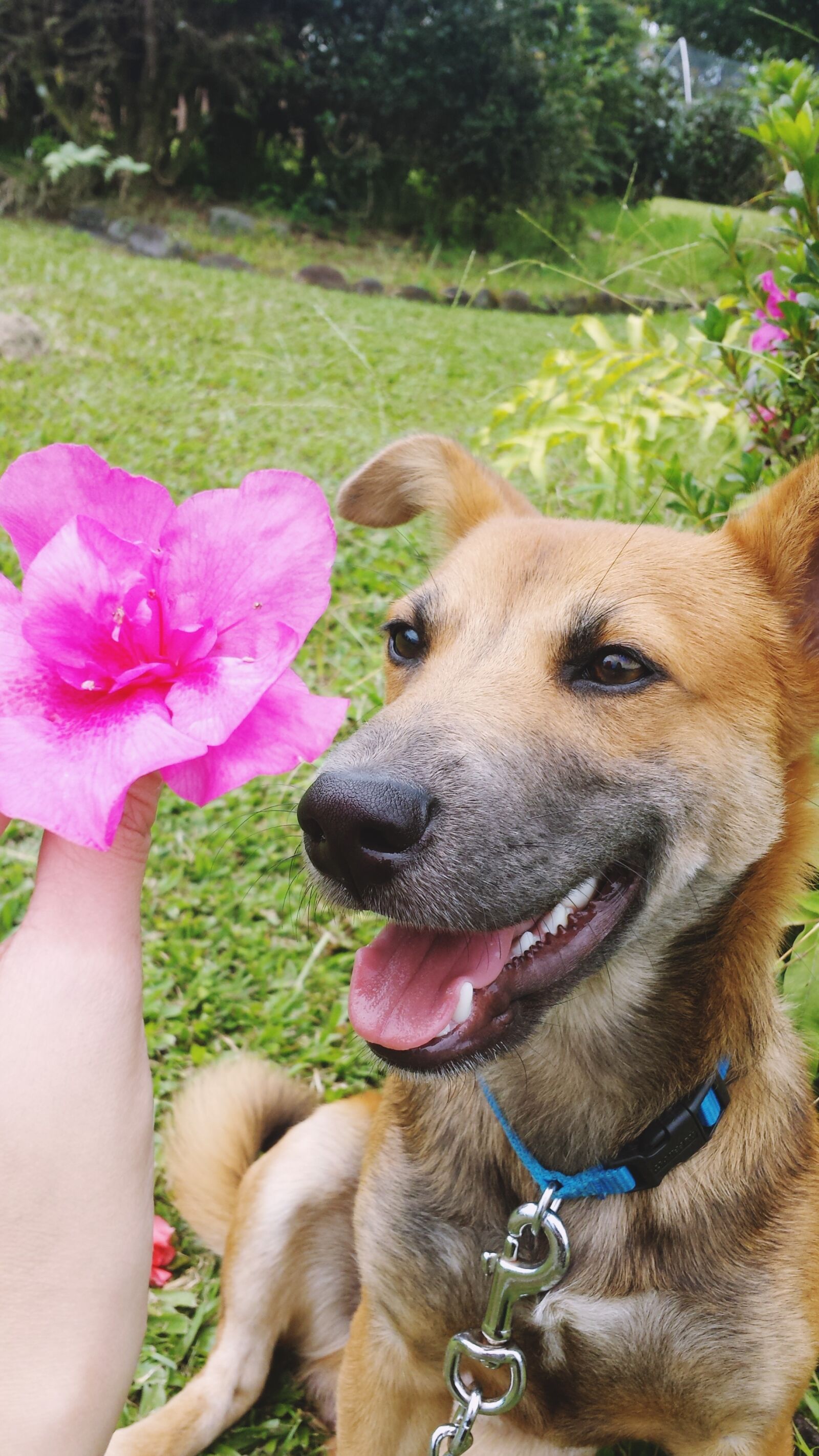 Samsung Galaxy S4 sample photo. Dog, flower, puppy photography