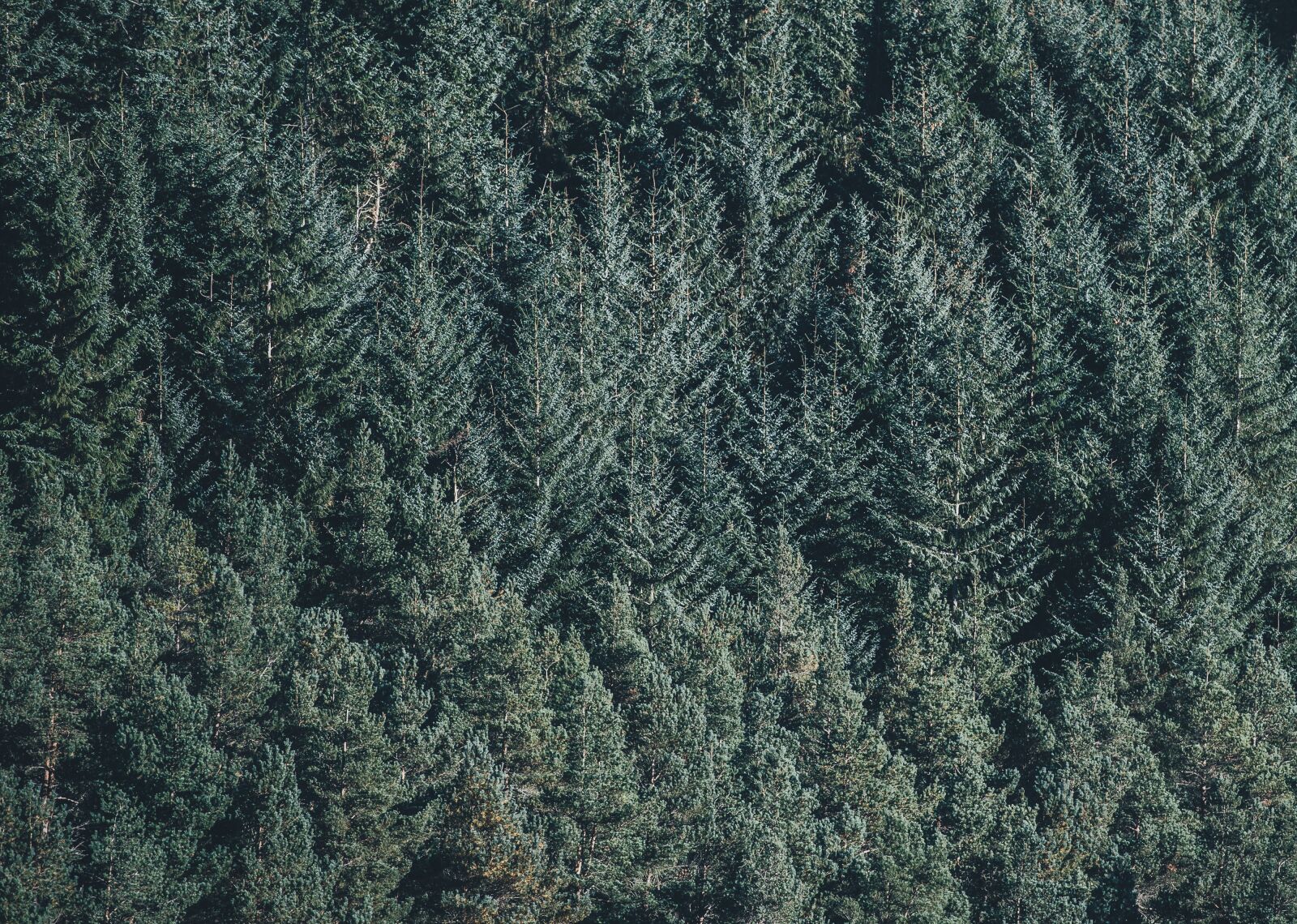 Nikon D4S sample photo. Conifers, environment, fir trees photography