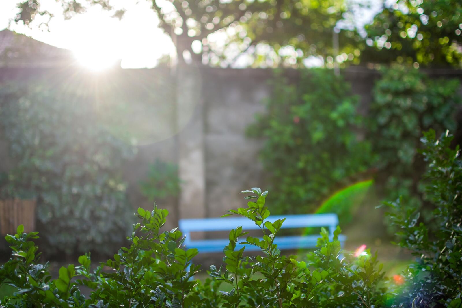 Nikon D3100 sample photo. 35mm, garden, nikon, sunrise photography