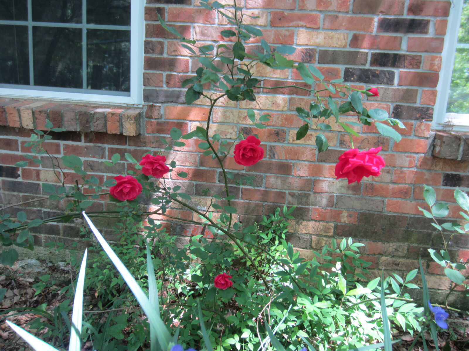 Canon PowerShot ELPH 300 HS (IXUS 220 HS / IXY 410F) sample photo. Gainesville, garden, red, roses photography