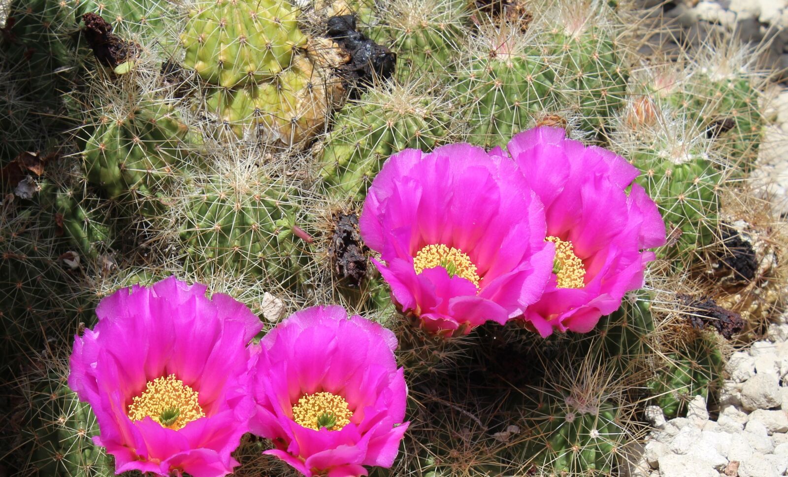 Canon EOS 650D (EOS Rebel T4i / EOS Kiss X6i) sample photo. Cactus, blossom, bloom photography
