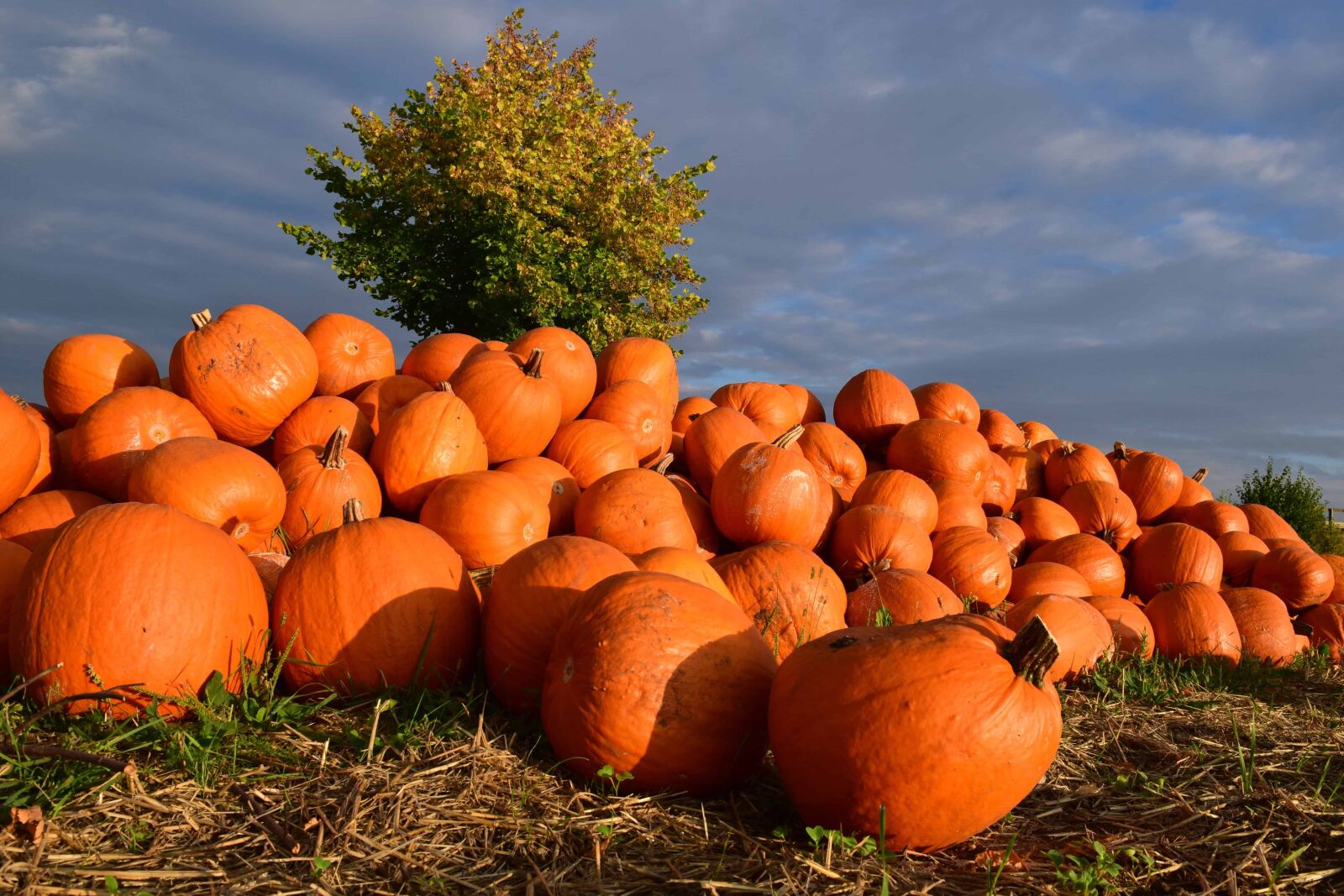 Nikon D3300 sample photo. Pumpkin, vegetable, food, agriculture photography