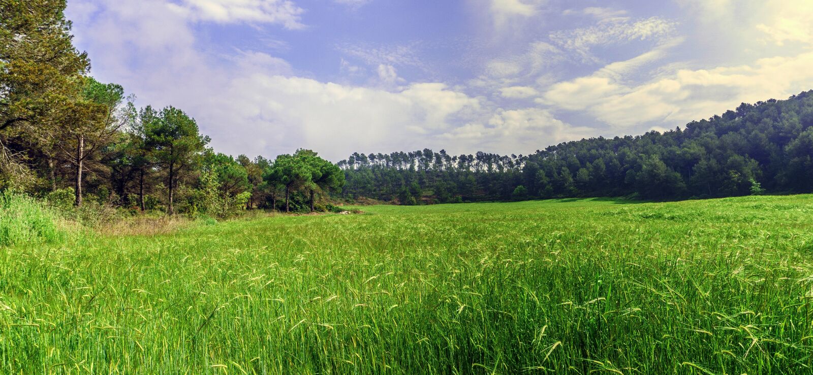Sony a6000 sample photo. Wheat, field, cereals photography