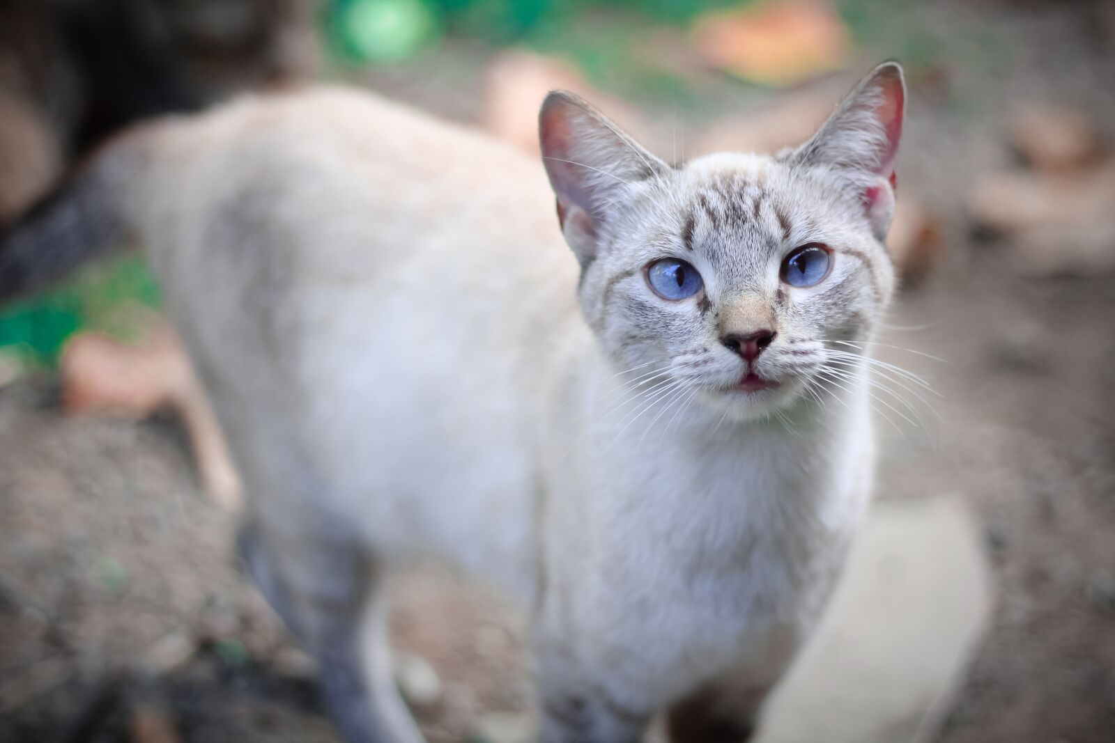 Canon EOS 1200D (EOS Rebel T5 / EOS Kiss X70 / EOS Hi) sample photo. Cat, animals, pet photography