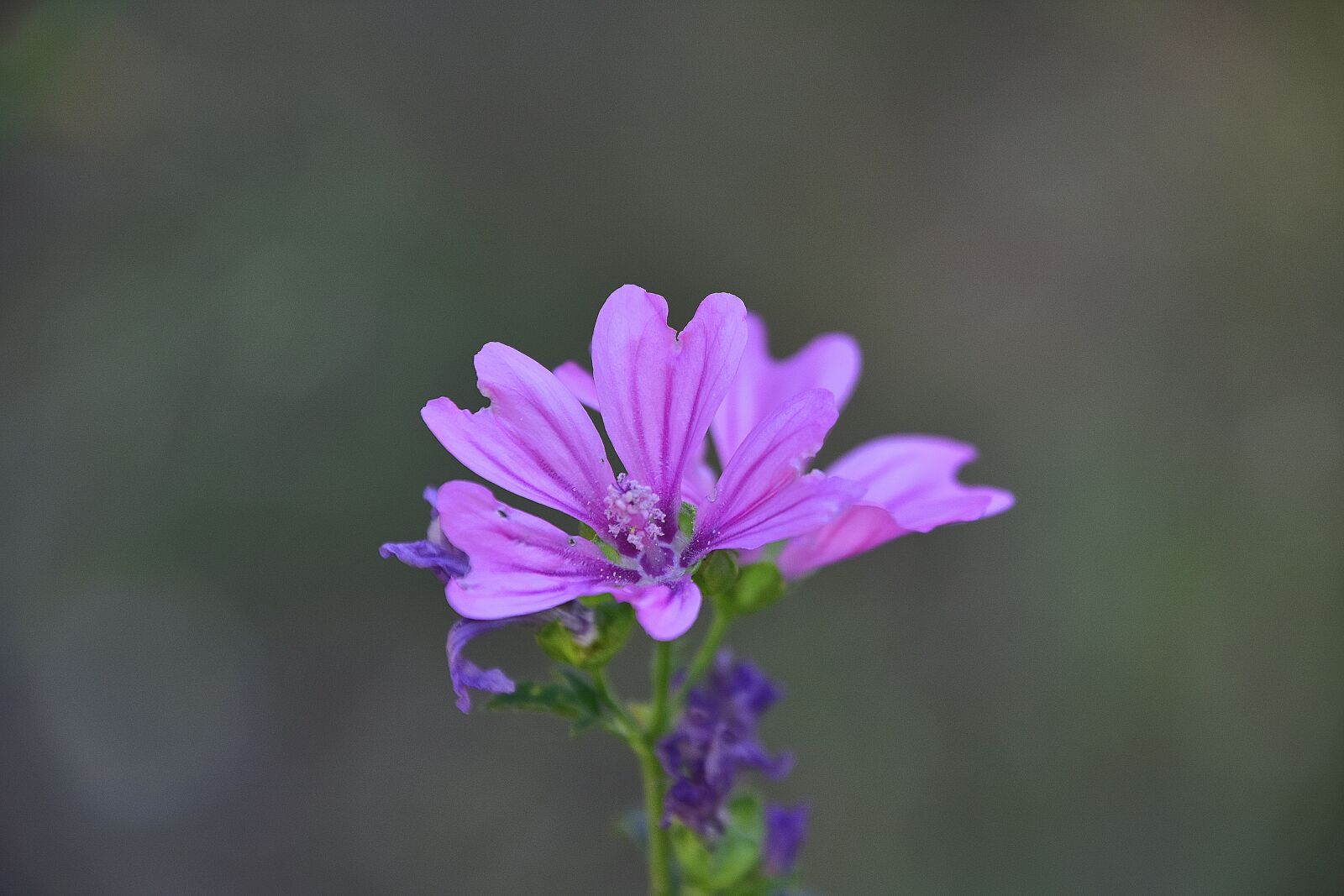 Nikon D7200 sample photo. Flower, garden, plant photography