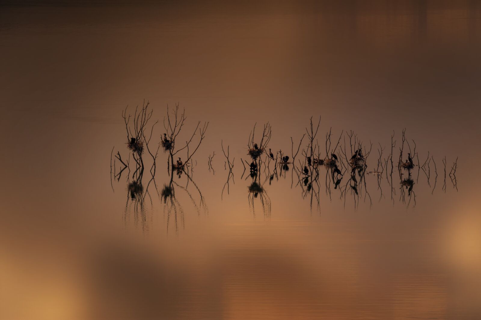 Nikon D7200 sample photo. Nests, cormorants, lake photography