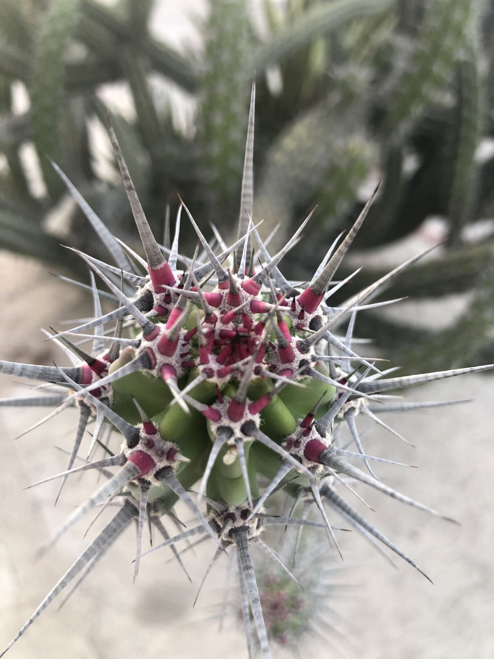 iPhone 8 back camera 3.99mm f/1.8 sample photo. Cactus, plant, green photography