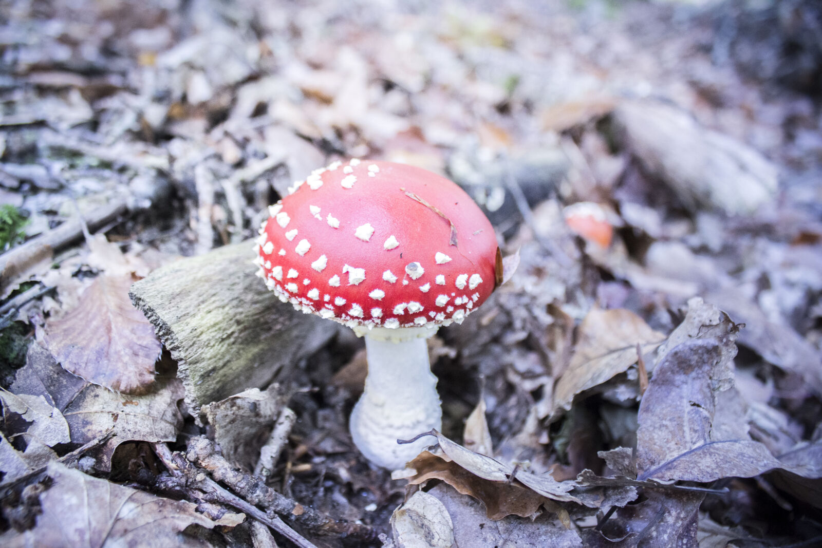 Canon EOS 600D (Rebel EOS T3i / EOS Kiss X5) sample photo. Autumn, leaves, dried, leaves photography