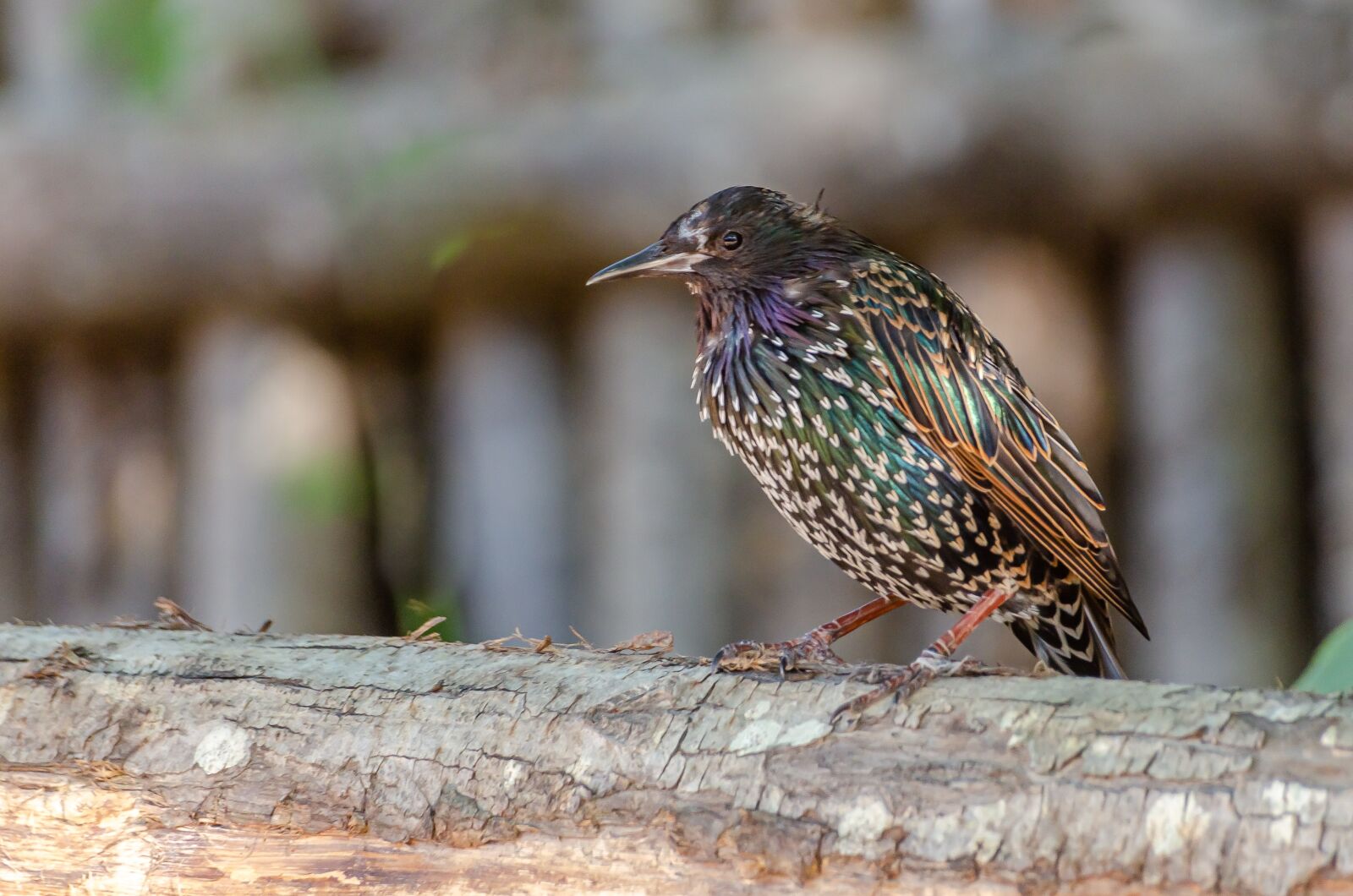 Nikon D7000 sample photo. Bird, plumage, nature photography