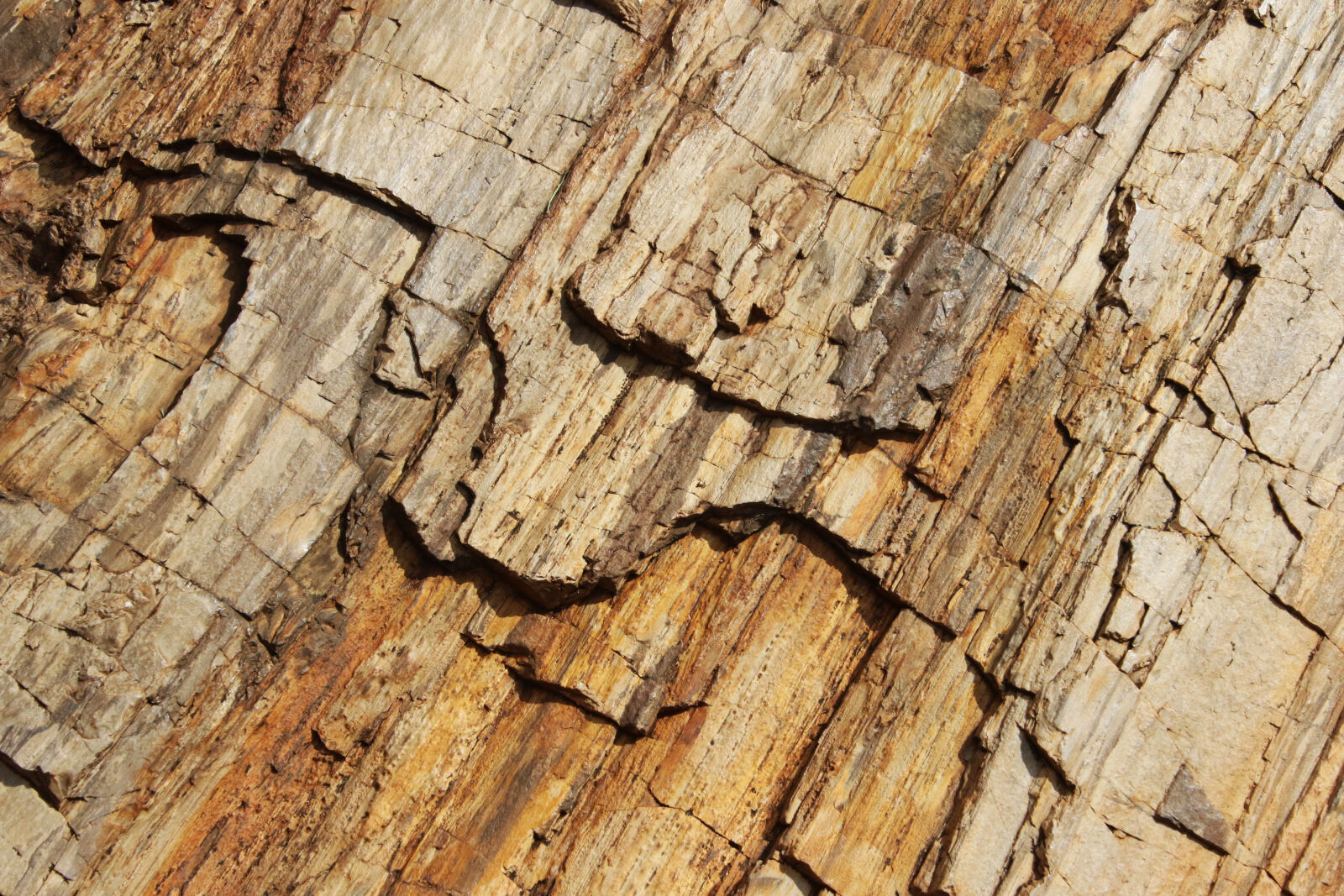 Canon EOS 7D Mark II sample photo. Background, branch, brown, fossil photography