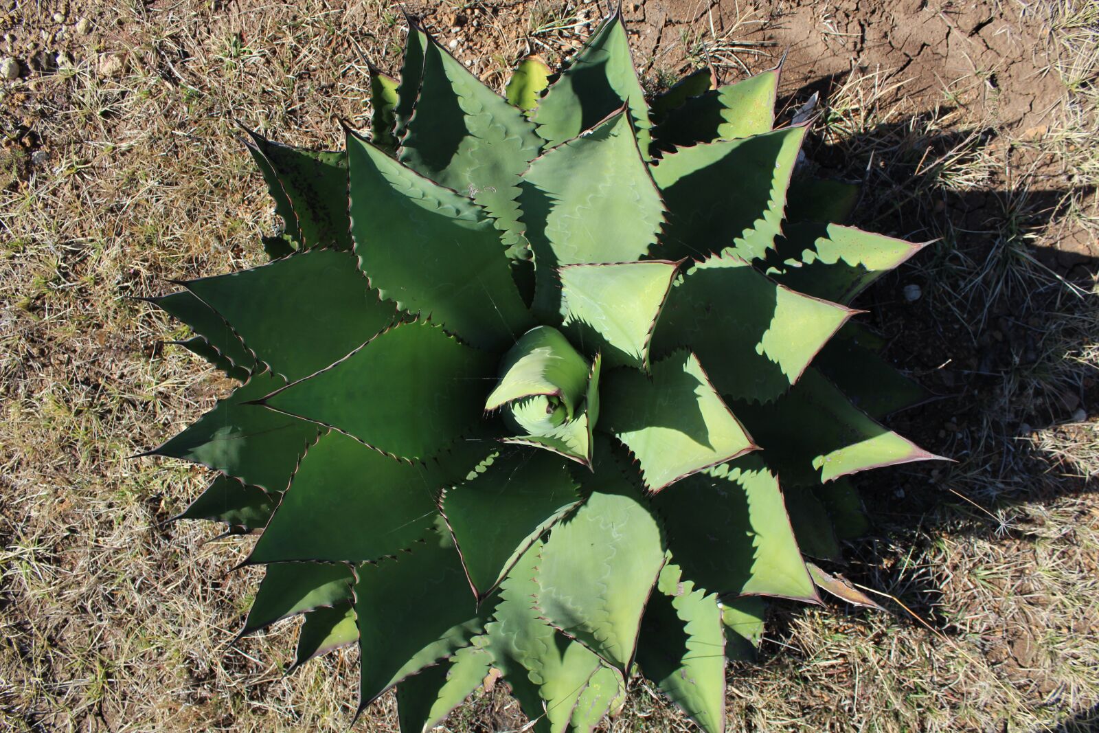 Canon EOS 1300D (EOS Rebel T6 / EOS Kiss X80) sample photo. Cactus, plant, flower photography