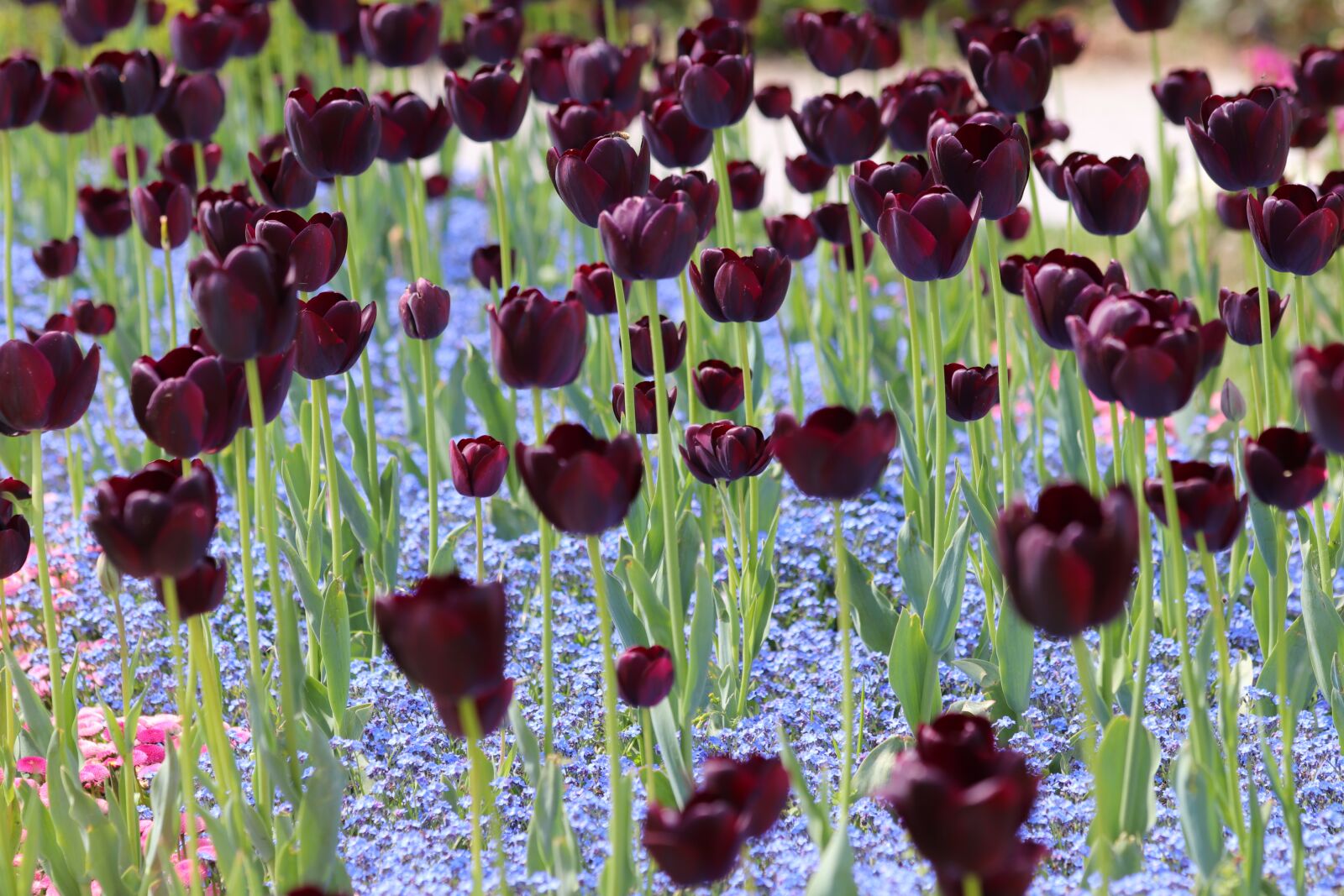 Canon EOS 200D (EOS Rebel SL2 / EOS Kiss X9) sample photo. Black tulips, blue aubrieta photography