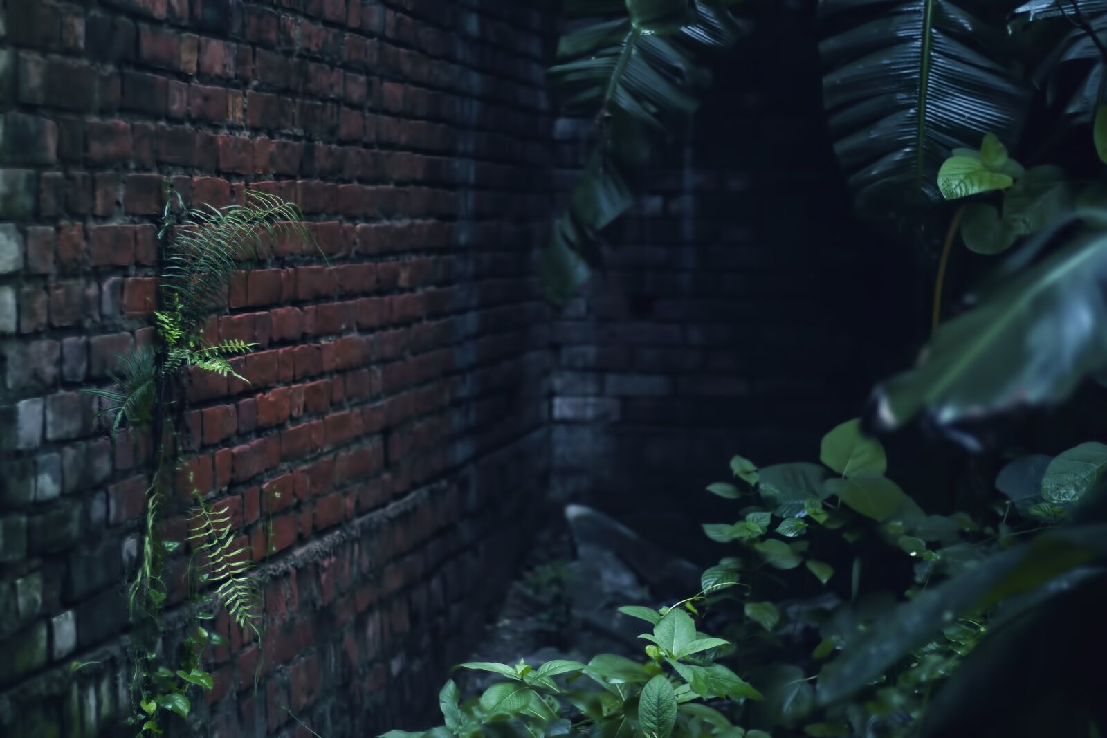 Canon EF 50mm F1.8 STM sample photo. Nature, green, forest photography