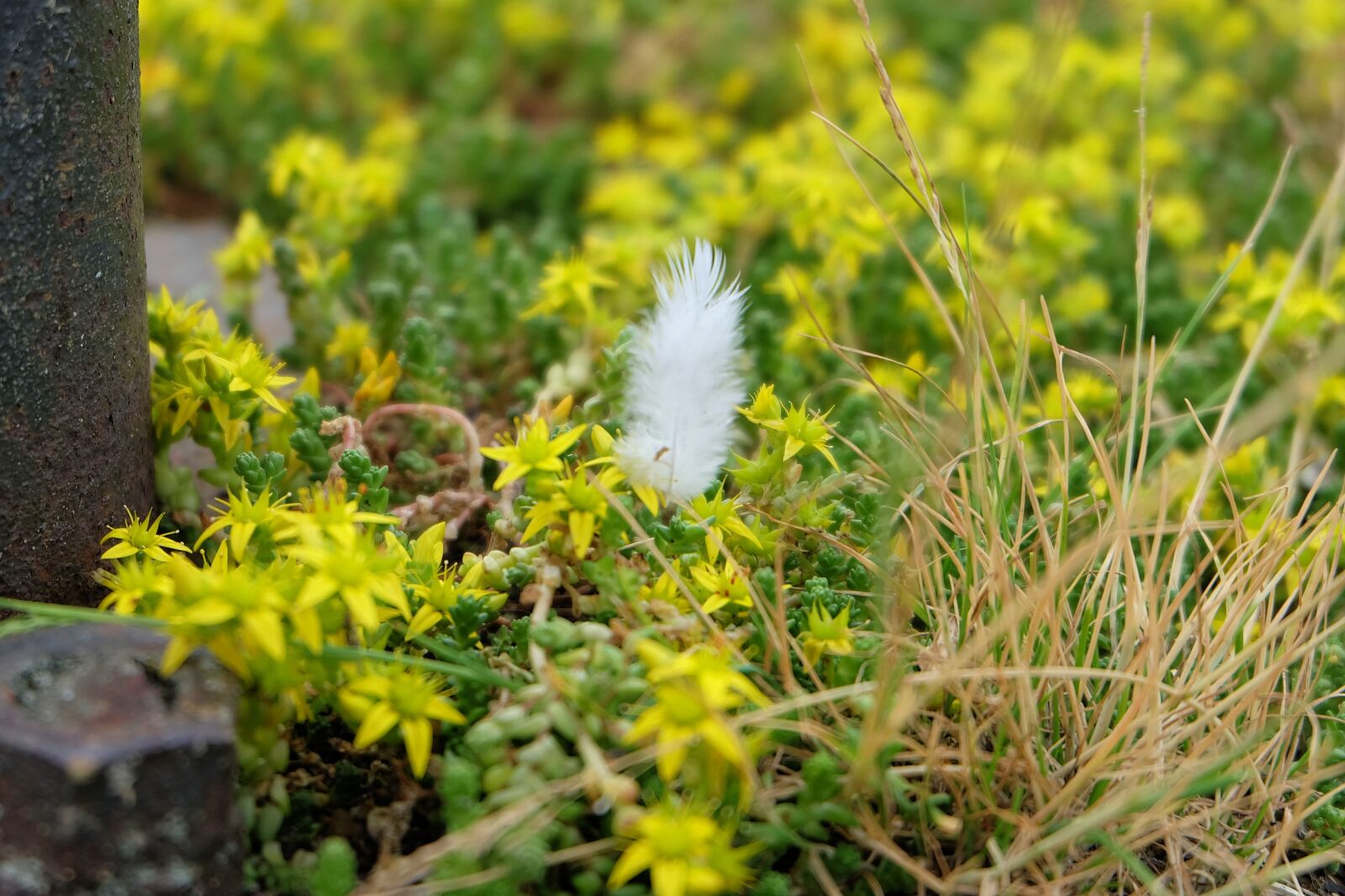 Fujifilm X-A2 + Fujifilm XC 16-50mm F3.5-5.6 OIS II sample photo. Pen, saxifrage, flowers photography