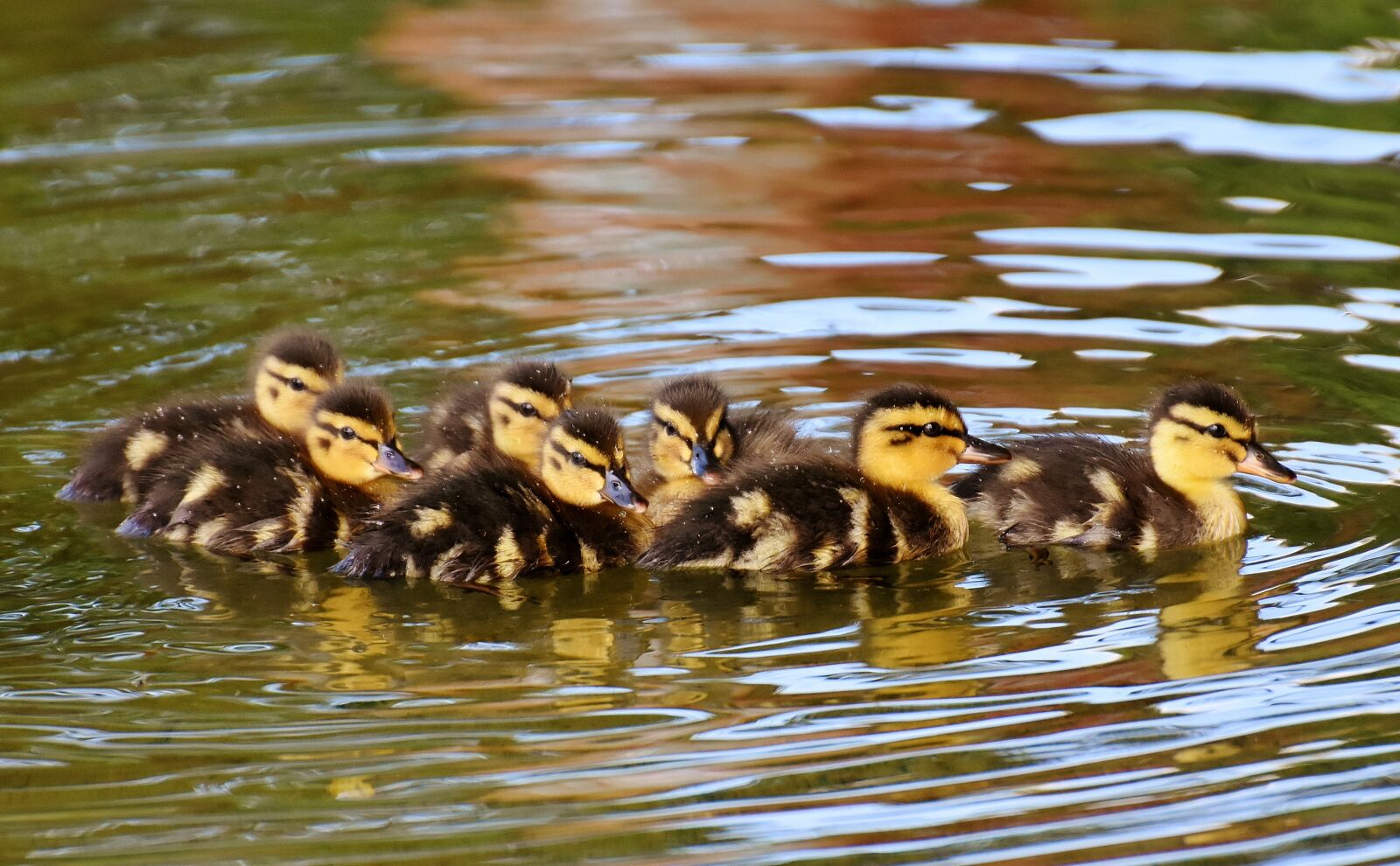 Nikon D7200 sample photo. Mallard, chicks, baby photography