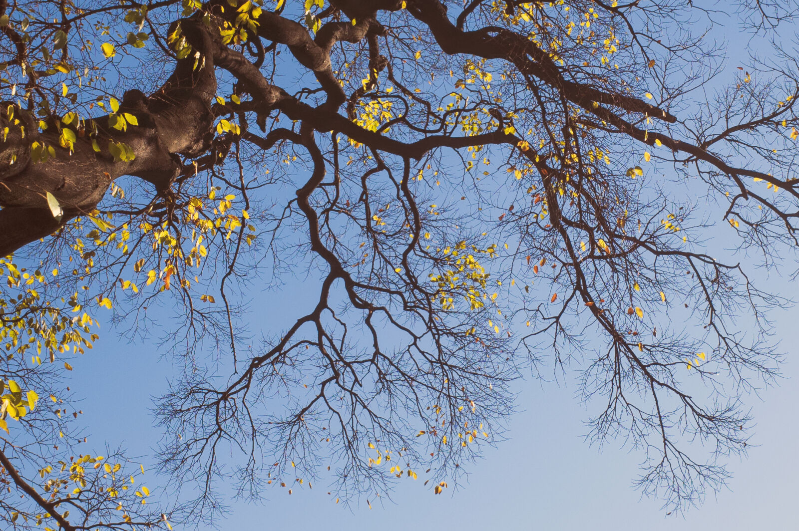 Ricoh GR II + GR Lens sample photo. Blue, sky, fall, color photography