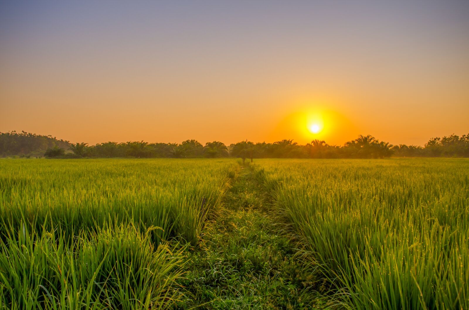 Nikon D7000 sample photo. Field, sunrise, green photography