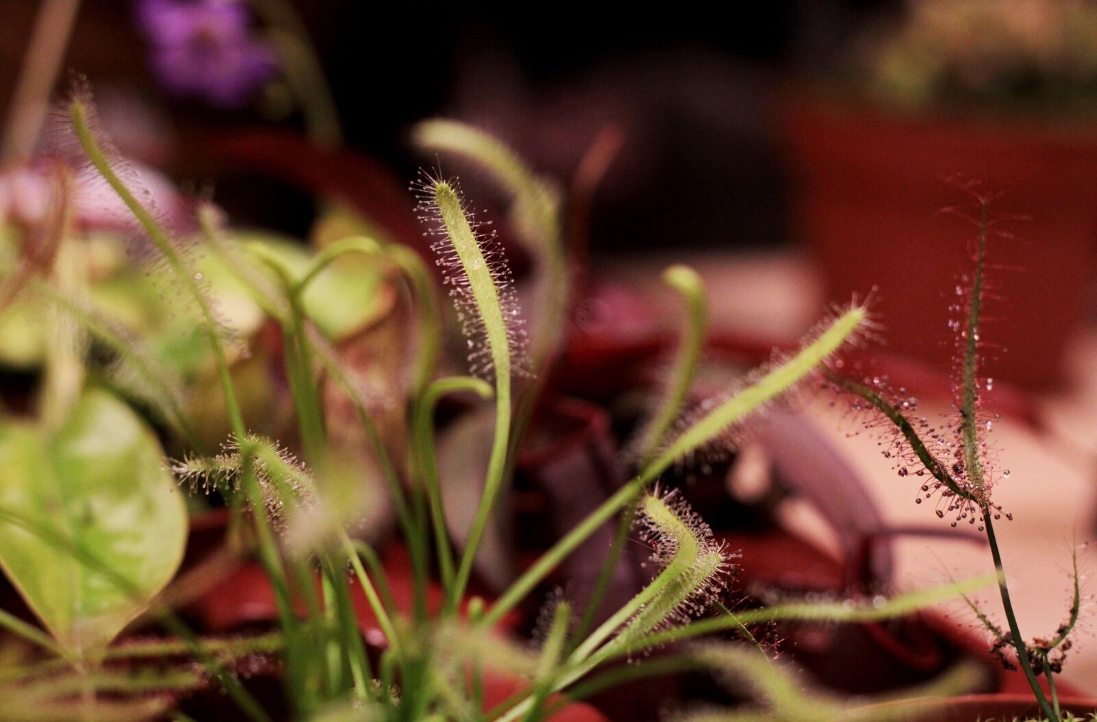 Canon EOS 600D (Rebel EOS T3i / EOS Kiss X5) sample photo. Drosera, sundew, insectenlokker photography
