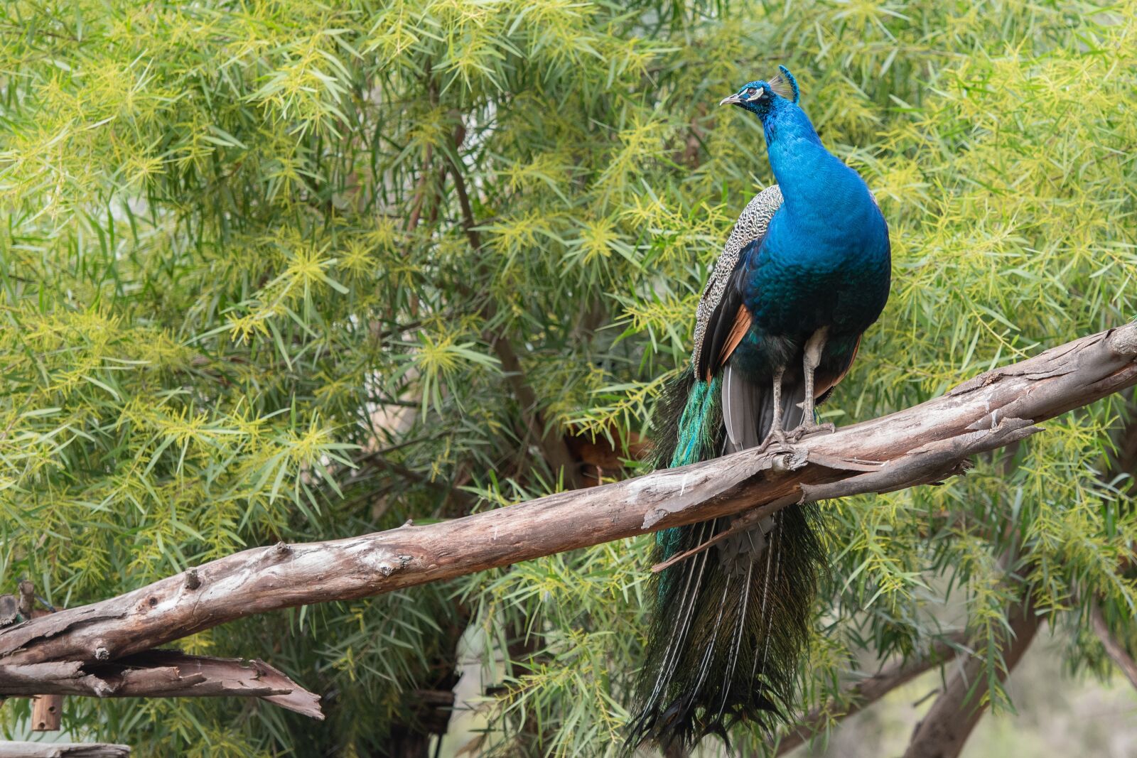Nikon D750 sample photo. Peacock, bird, feathers photography