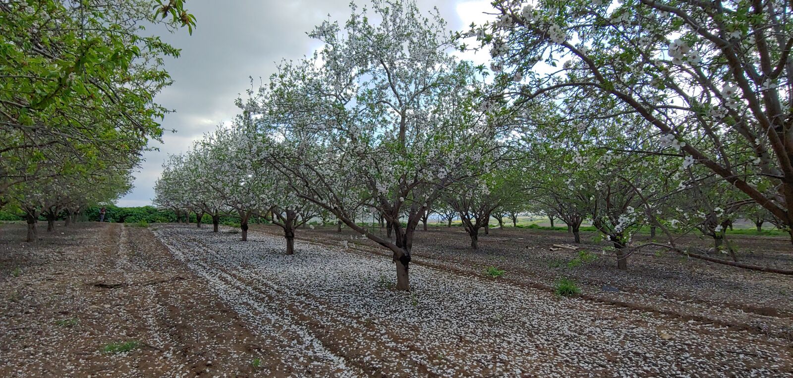LG G7 THINQ sample photo. Almond tree, spring, nature photography