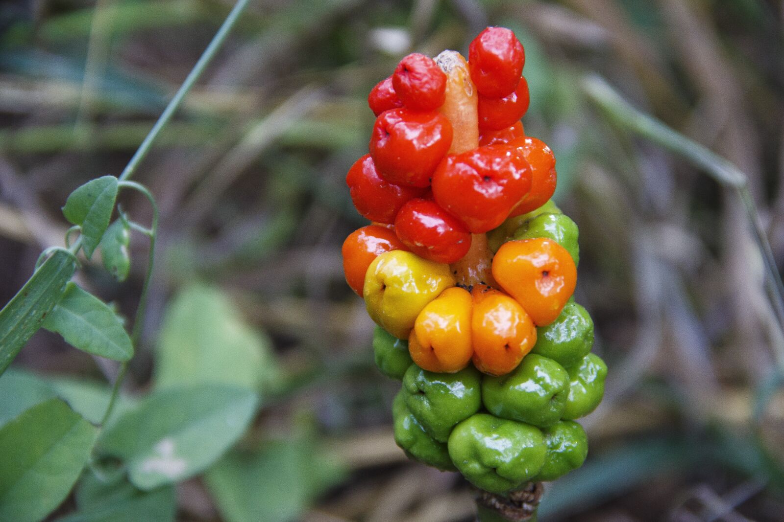 Canon EOS 650D (EOS Rebel T4i / EOS Kiss X6i) sample photo. Berry, forest, plant photography