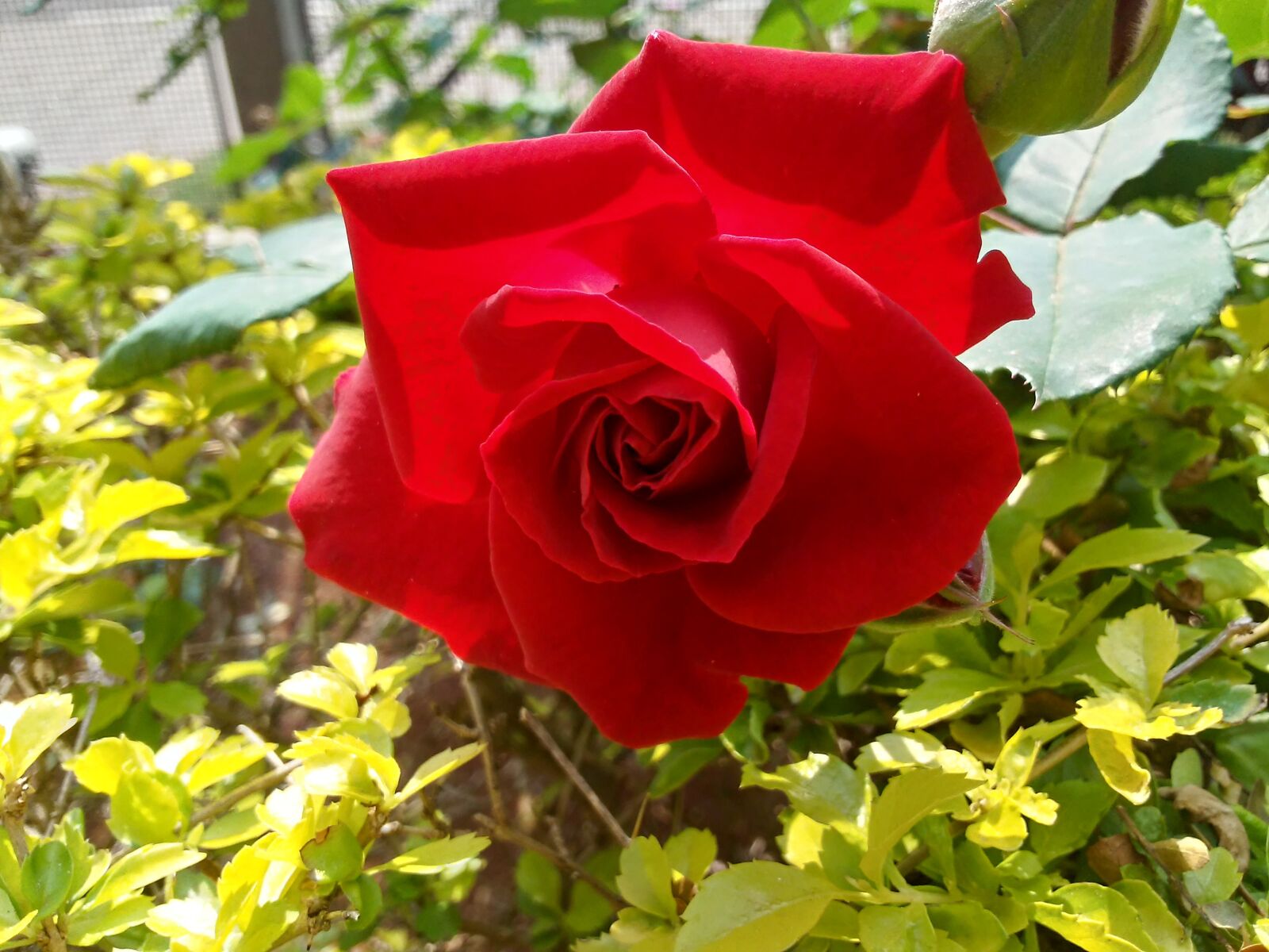 LG LM-X210 sample photo. Rosa, flores, flor photography