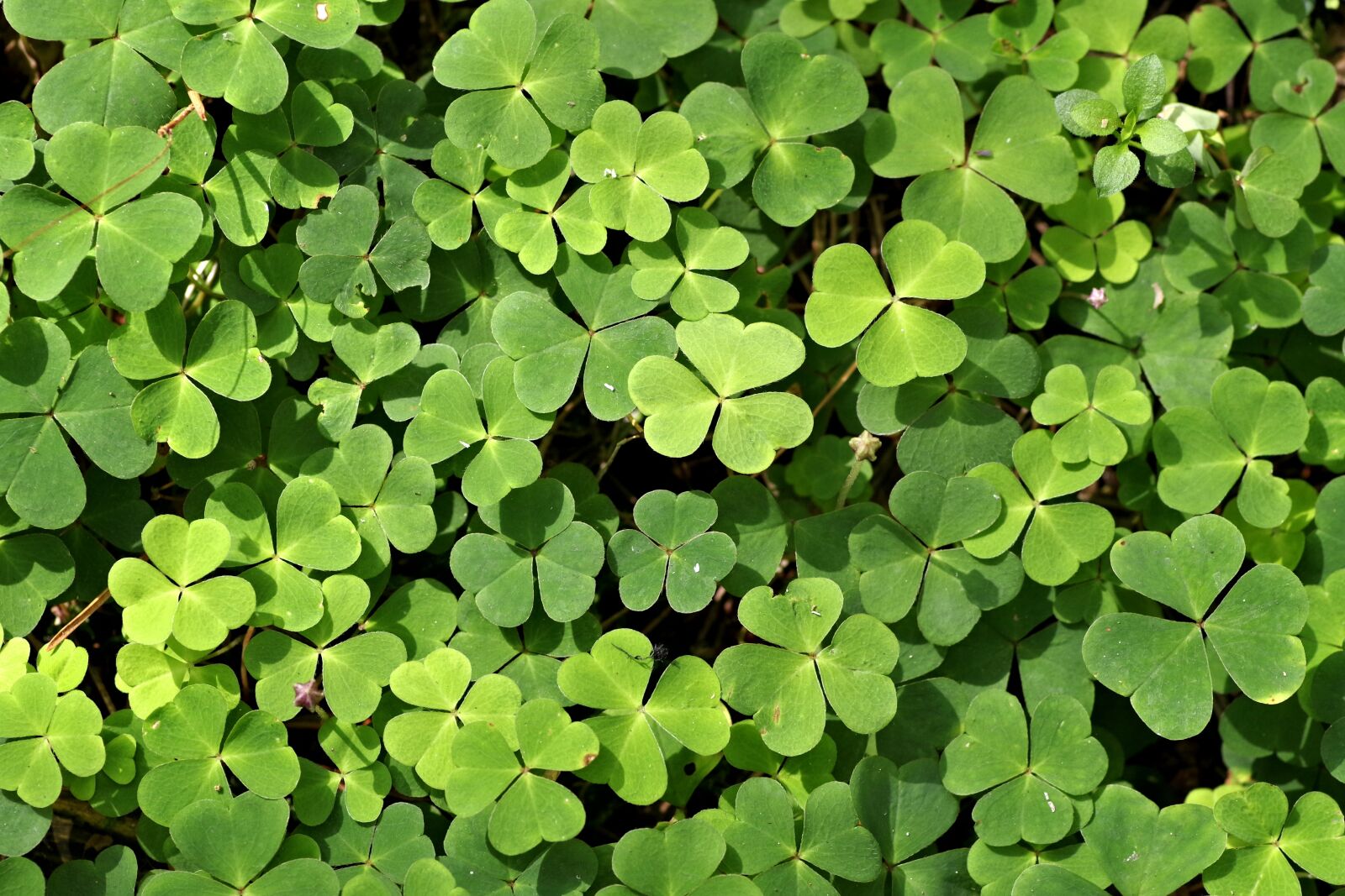 Pentax K-S2 sample photo. Clover, green, happiness photography