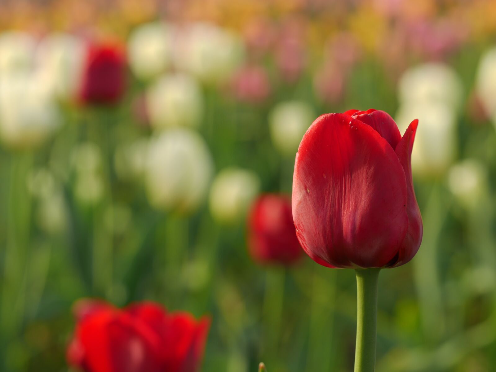 Panasonic Lumix DMC-GX7 sample photo. Bloom, blossom, field photography