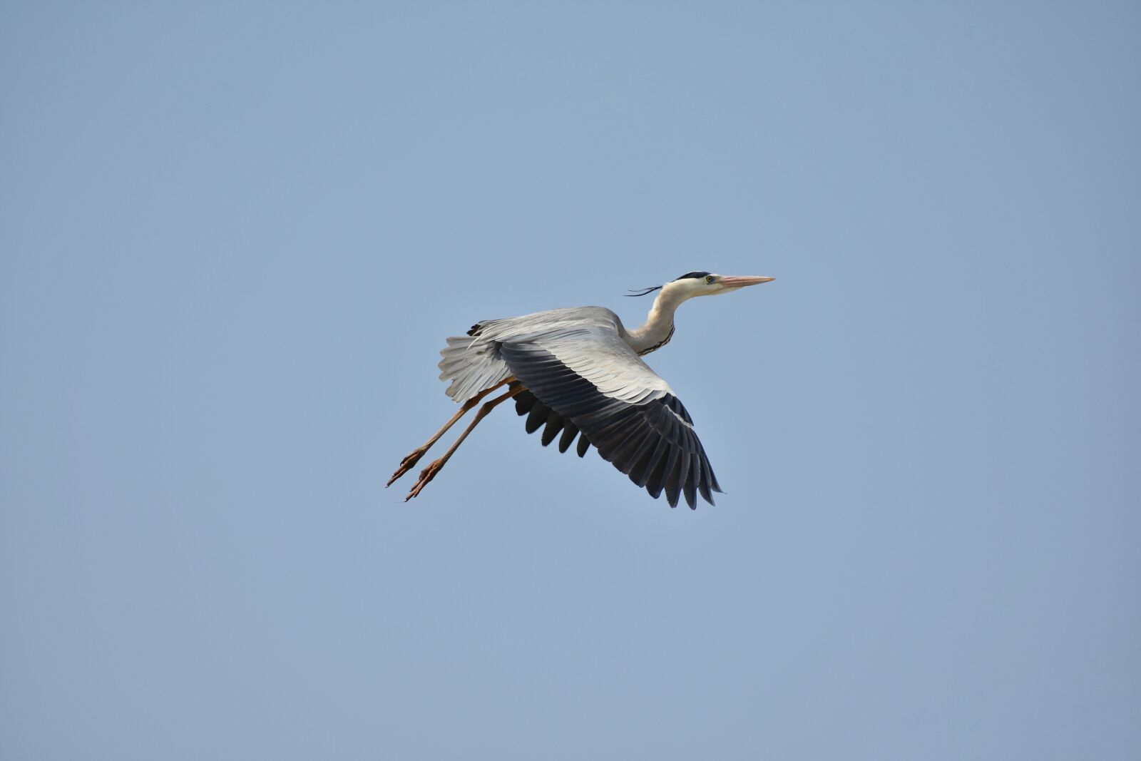 Nikon D7200 sample photo. Animal, sky, bird photography
