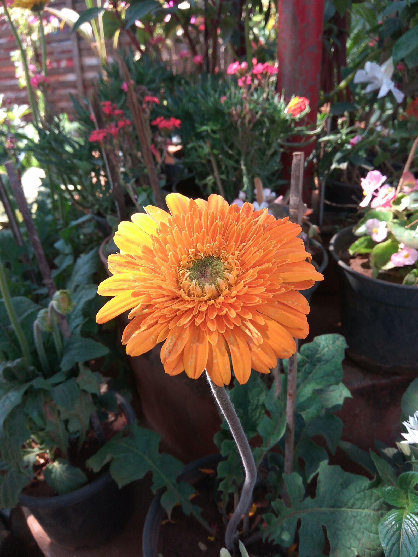 Xiaomi Redmi Note3 sample photo. Flower, garden, flora photography