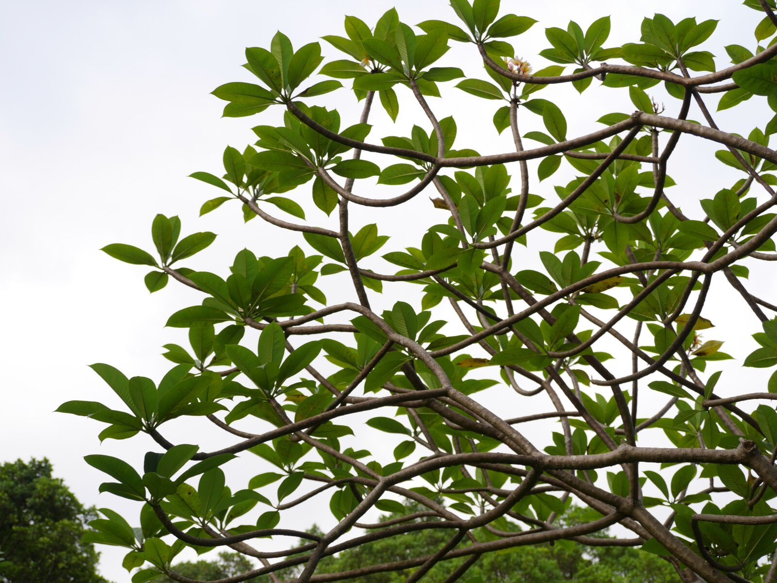 Panasonic Lumix DMC-GX7 sample photo. Tree, leaves, green photography
