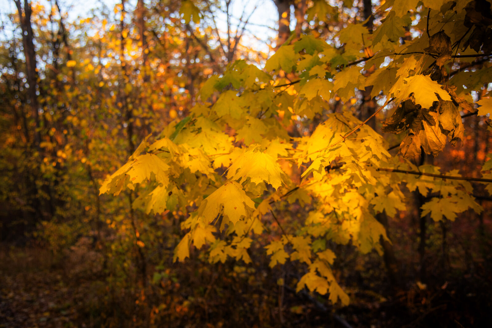 Nikon D750 sample photo