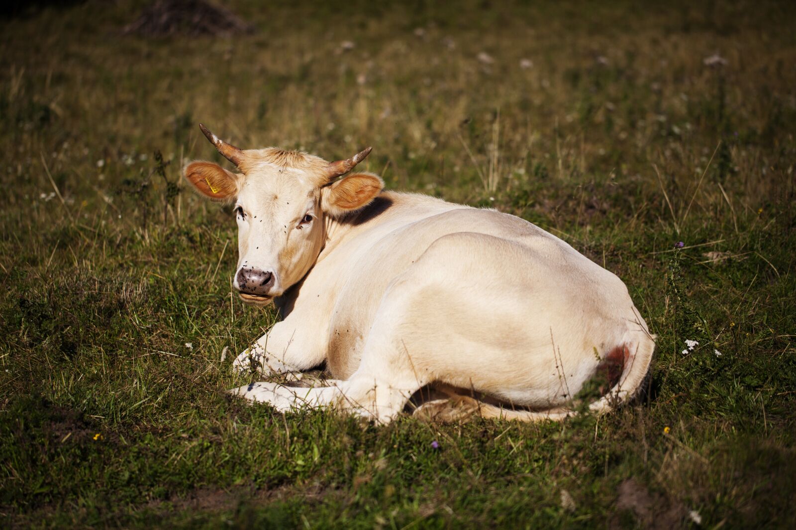 Canon EF 100mm F2.8L Macro IS USM sample photo. Cow, pasture, village photography