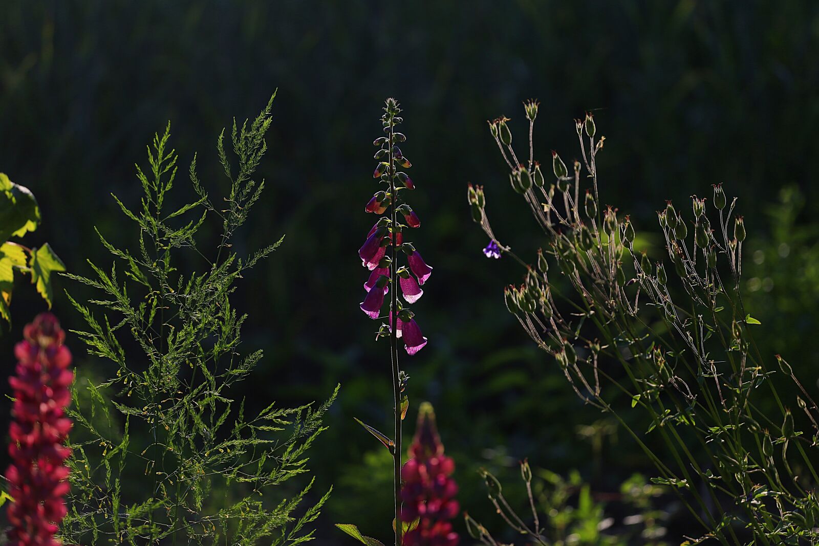 Canon EOS 6D + Canon EF 70-200mm F4L USM sample photo. Beauty, flowers, garden photography
