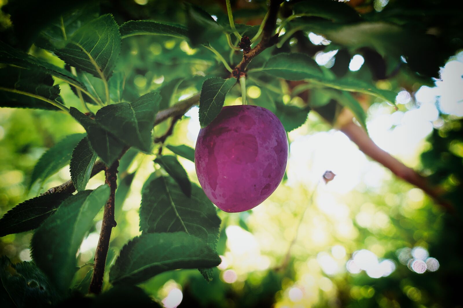 Sony DSC-RX100M5 sample photo. Plum, fruit, fruits photography