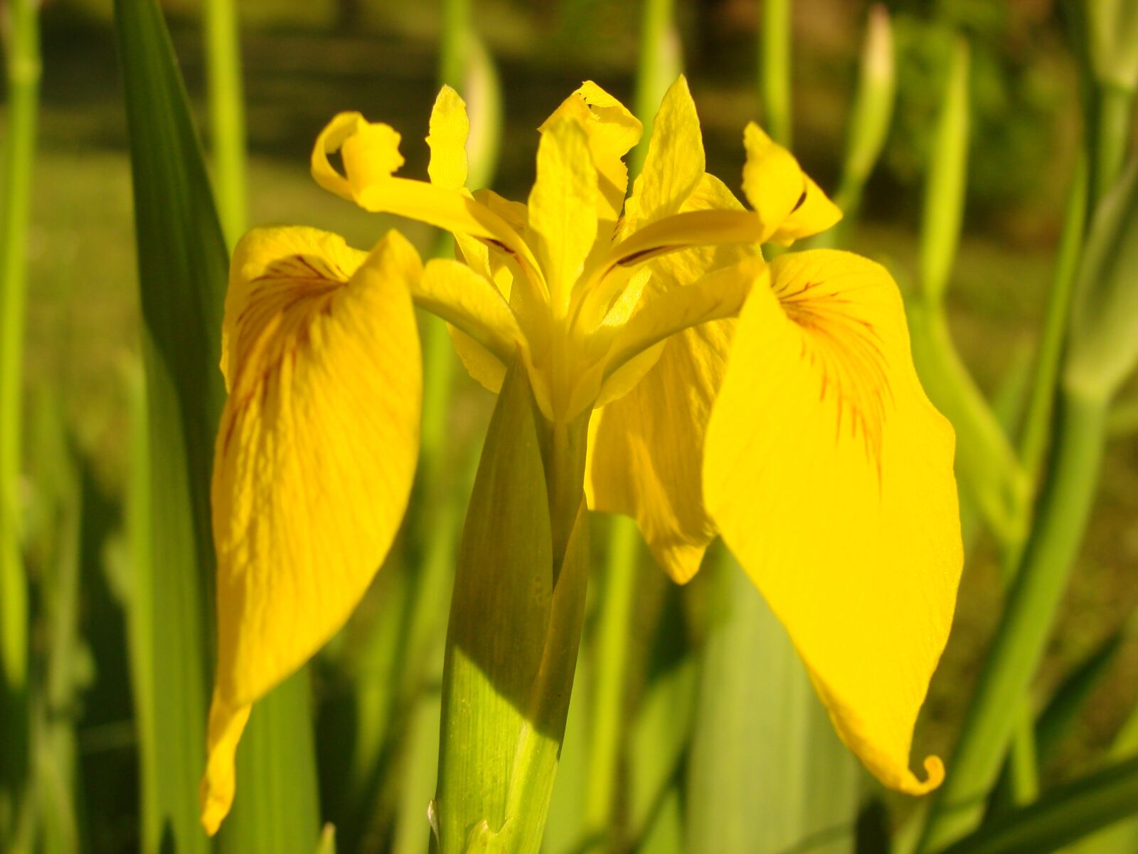 Sony DSC-H5 sample photo. Iris, flower, garden photography