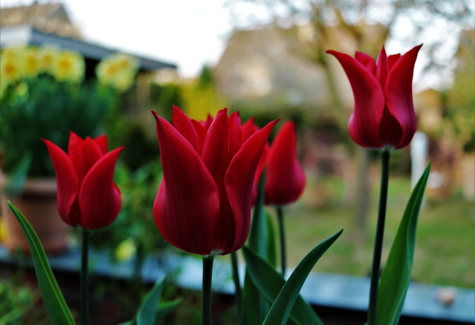 Canon EF-S 24mm F2.8 STM sample photo. Tulip, red, tulips photography