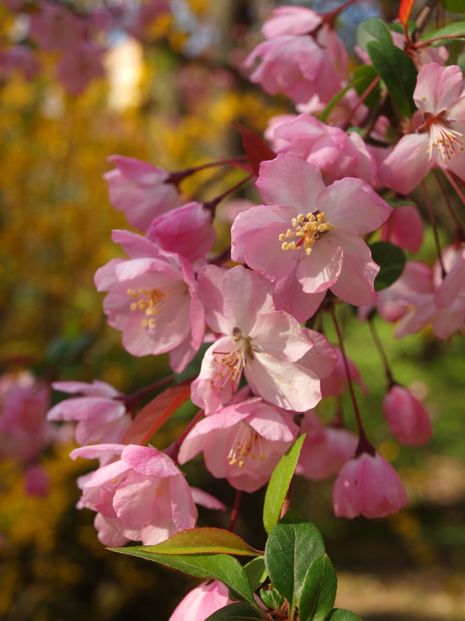 Olympus E-600 (EVOLT E-600) sample photo. Flower, spring, inflorescence photography